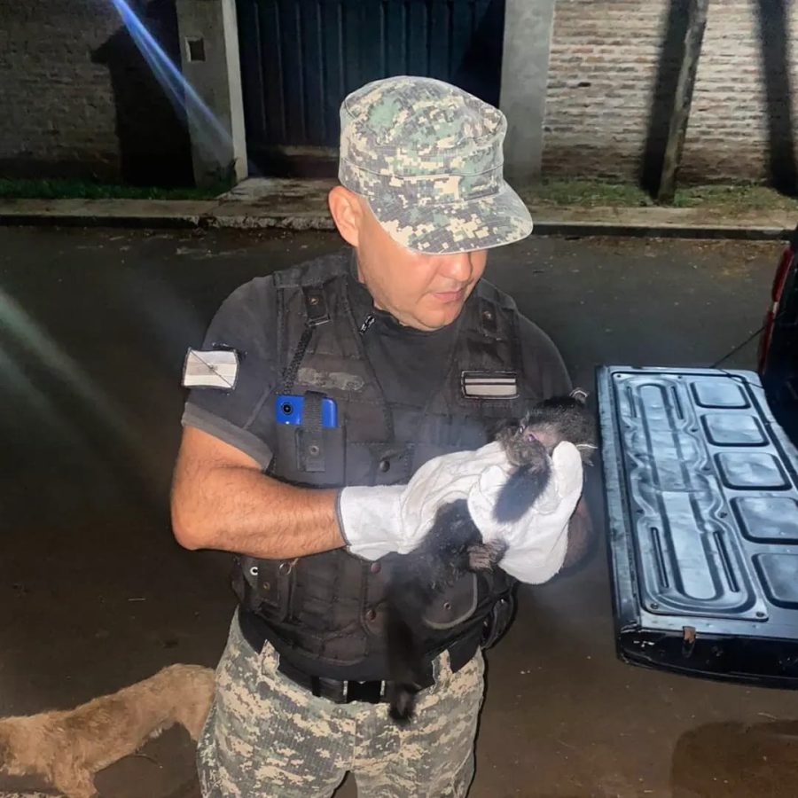 rescate de animales 4 - 7