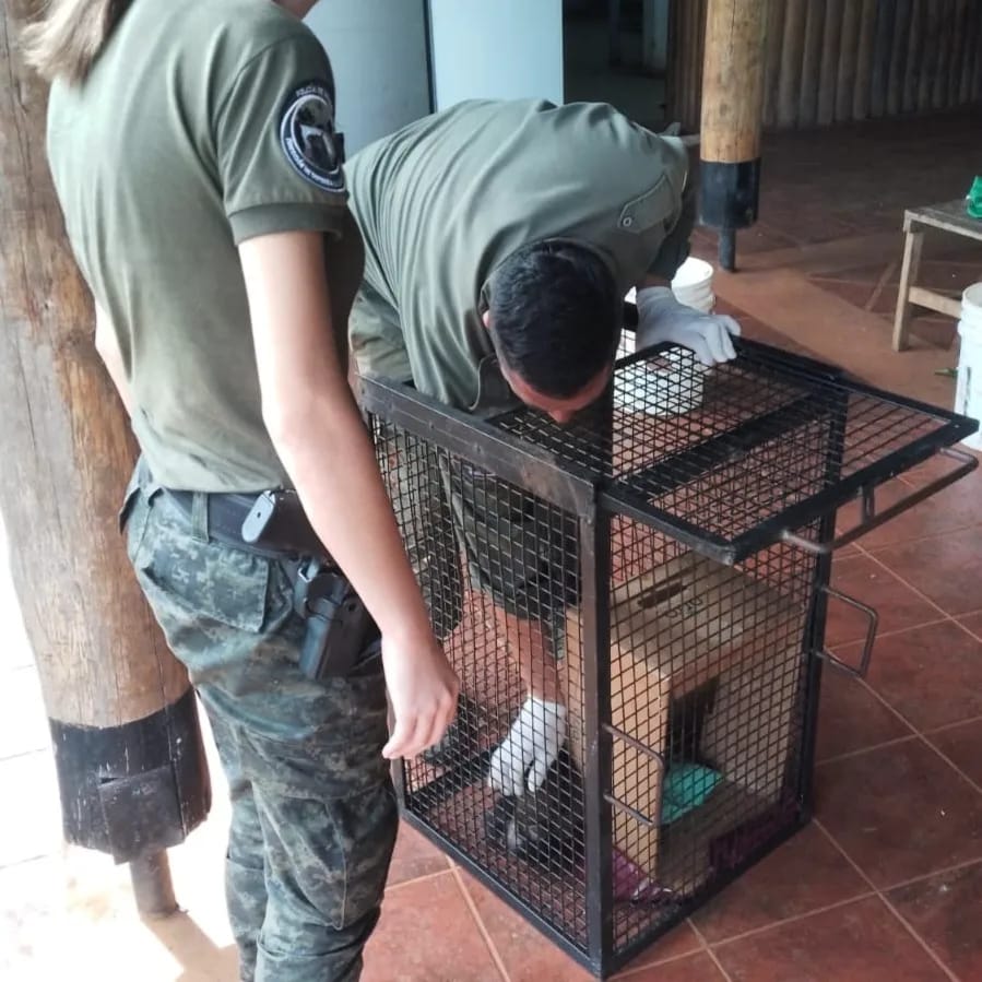 rescate de animales 5 - 9