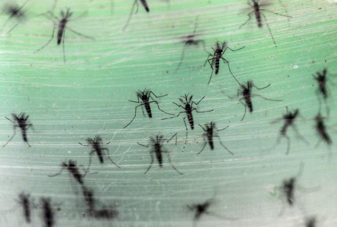 La OMS confirmó que el cambio climático favorece el aumento de casos de Dengue y temen repuntes mundiales