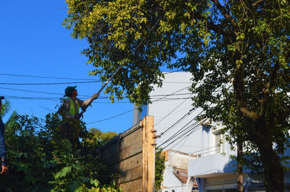 El operativo integral de poda comenzará en mayo en Posadas 1 1 - El 1