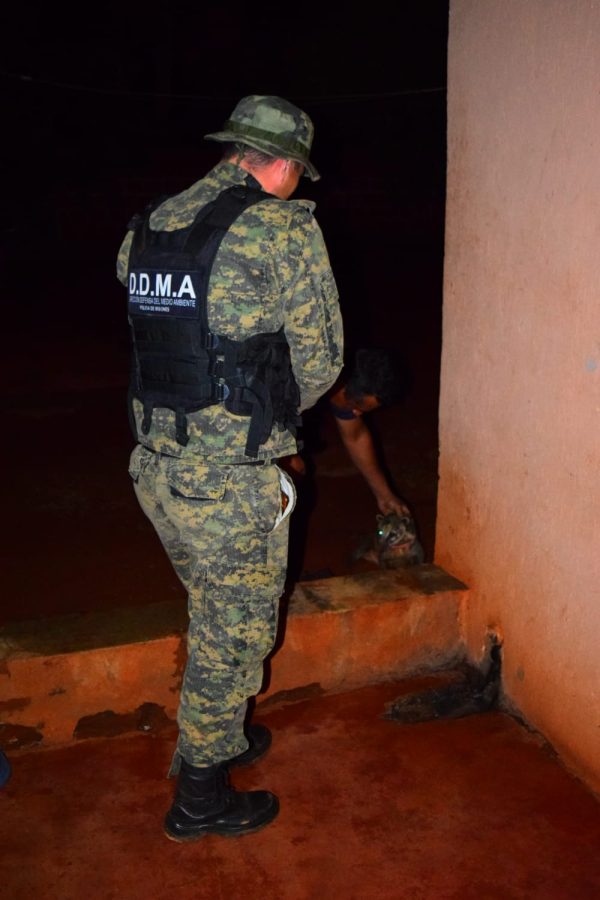 Rescataron animales silvestres en cautiverios y mascotas que se encontraban en peligro 5 10 - Rescataron animales 6 - 9