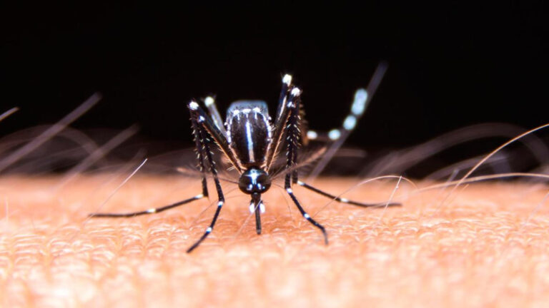 Dengue: especialistas remarcaron que la vacuna tiene una eficacia “muy buena”