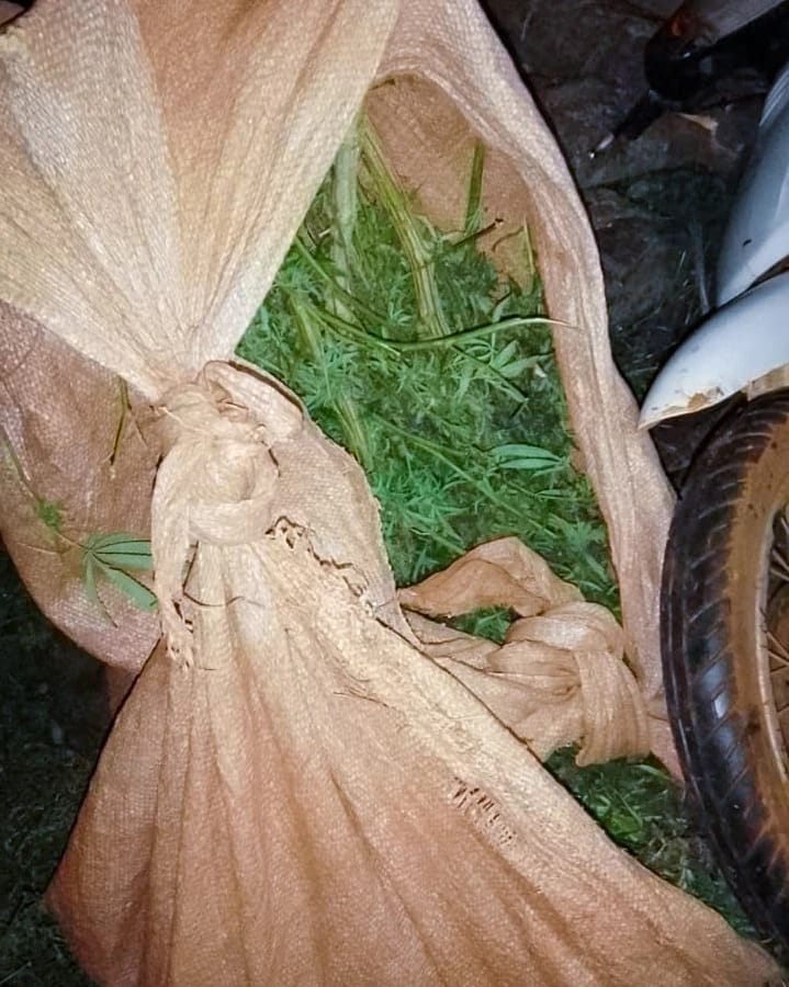marihuana 4 - 7