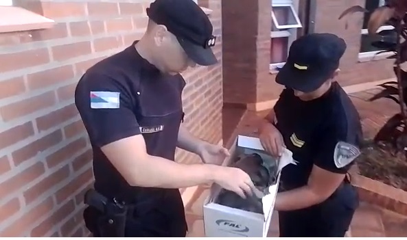 Rescataron a cuatro cachorros que fueron arrojados a un arroyo de Los Helechos 