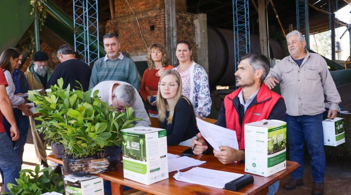 Entregaron 14 mil plantines de yerba mate a productores de Azara 1 2 - Entregaron 1 1 - 1