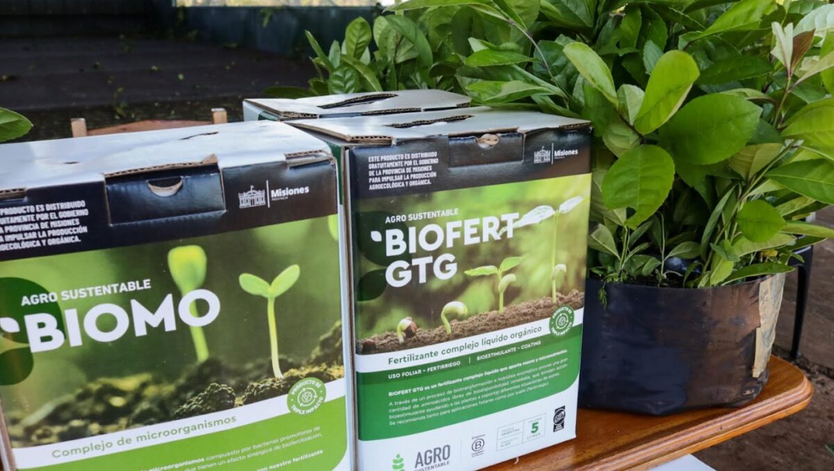 Entregaron 14 mil plantines de yerba mate a productores de Azara 2 4 - Entregaron 2 1 - 3