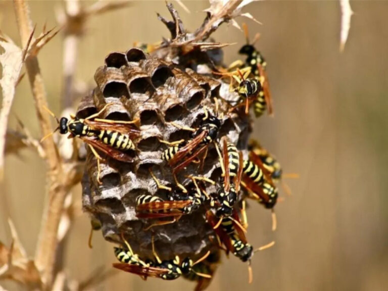 Día Mundial de la Abeja: un insecto muy valioso para la naturaleza