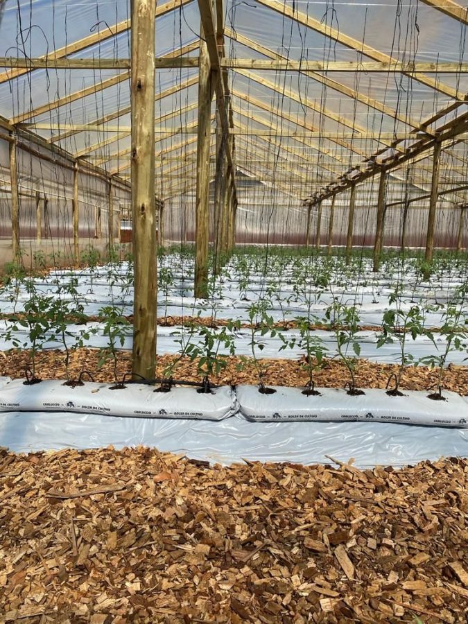 Misiones inaugurará en pocos días el Centro de Producción y Validación de Tecnologías Hortícolas 1 1 - centro horticola (2)