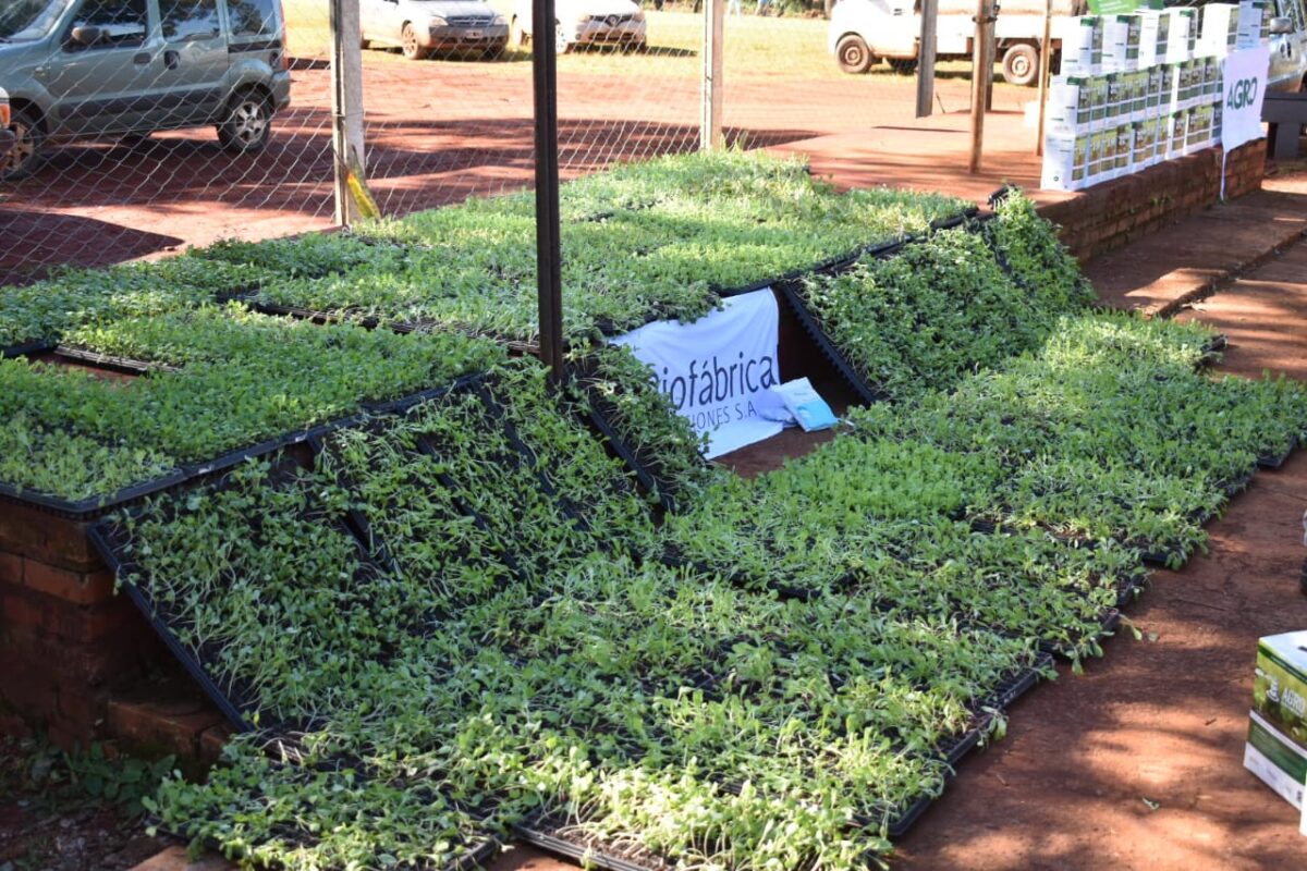 entrega de plantines 3 - 7