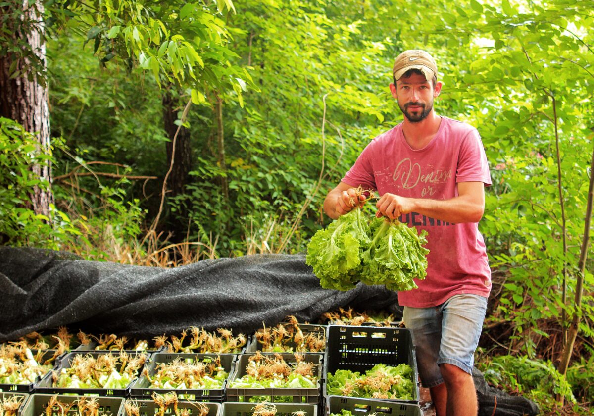 Apuestan al crecimiento de la horticultura en Misiones
