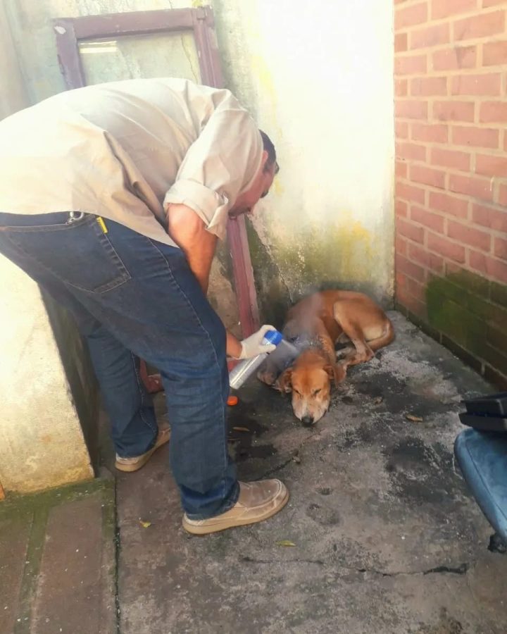 maltrato animal 1 - 3