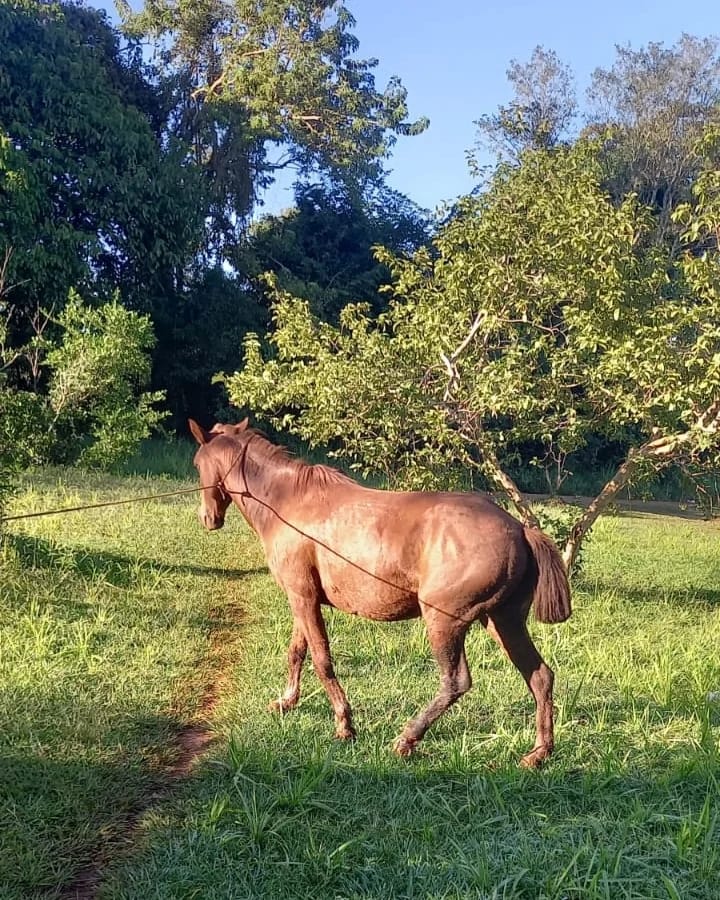 maltrato animal 3 - 7