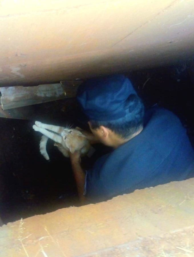 maltrato animal 6 - 13