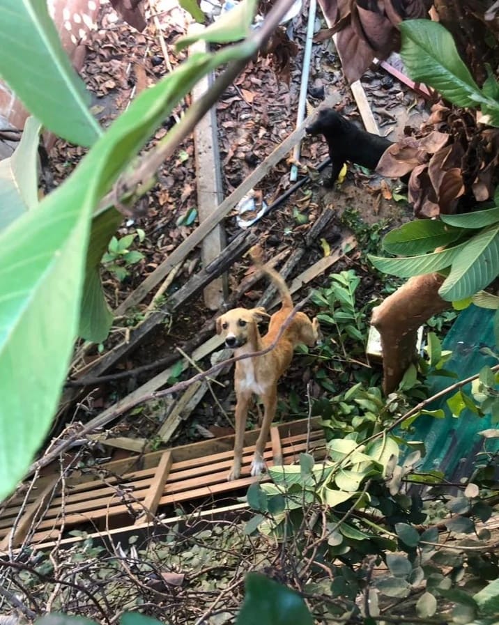 maltrato animal 7 - 1