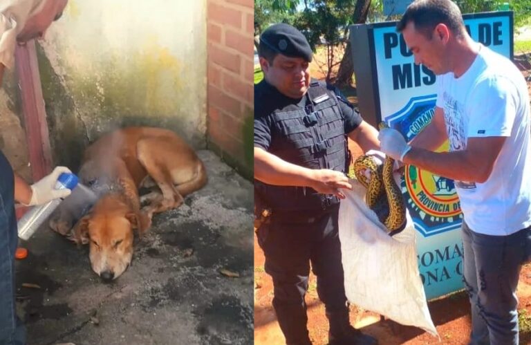 Crecen los pedidos de intervención policial en hechos de maltrato animal en Misiones