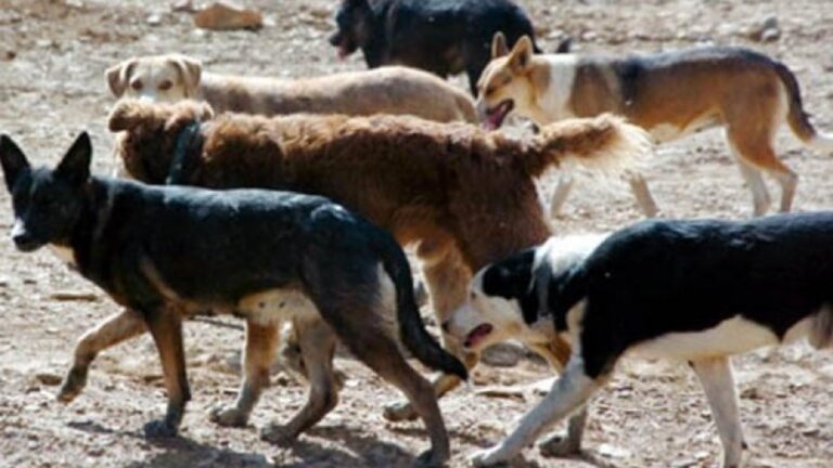 Cuatro perros atacaron a una nena en un cumpleaños en Córdoba: sacrificaron a los animales