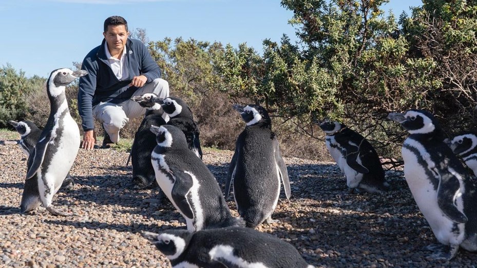 pinguinos