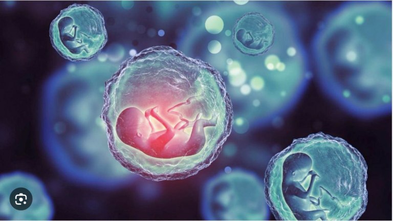 Avance científico: crearon los primeros modelos de embriones sintéticos humanos