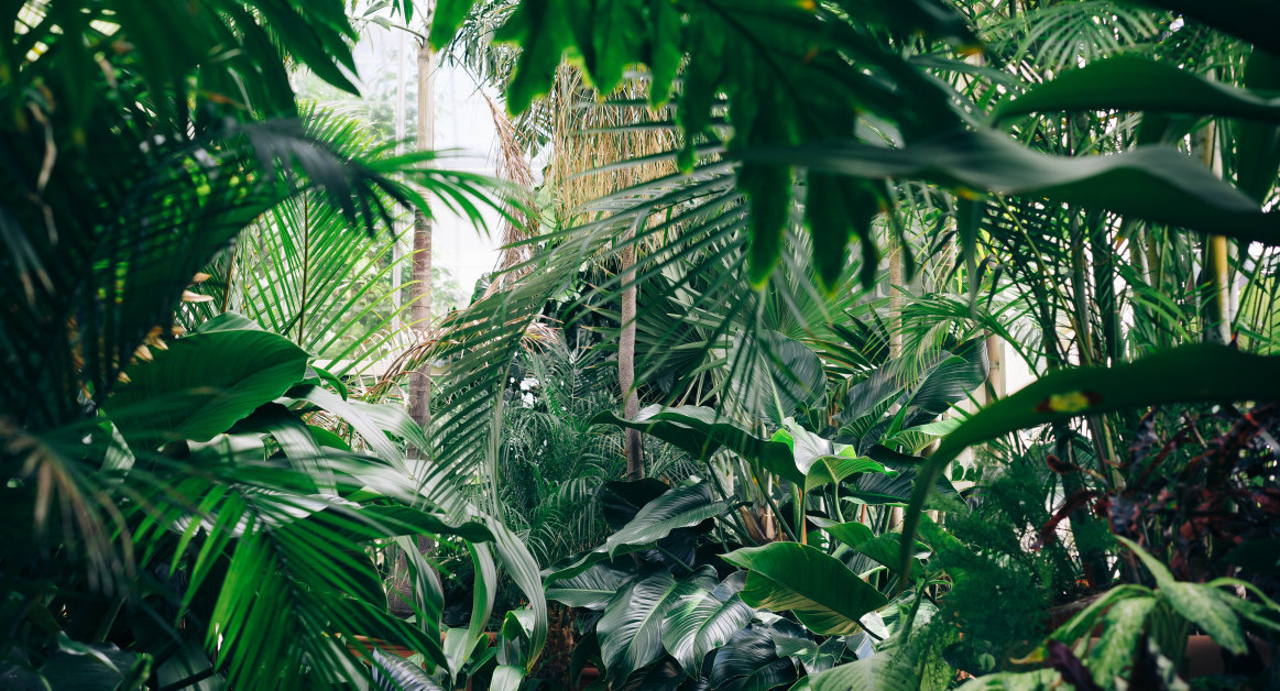 Amazonia: el 43% de los bosques tropicales arrasados en 2022 pertenecían a Brasil