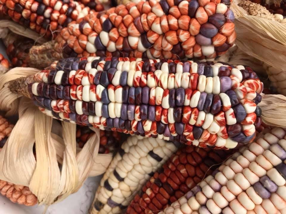 Comunidades Mbya Guaraní revalorizan las semillas de avachí de los pueblos originarios 1 2 - Comunidades Mbya 1 - 1