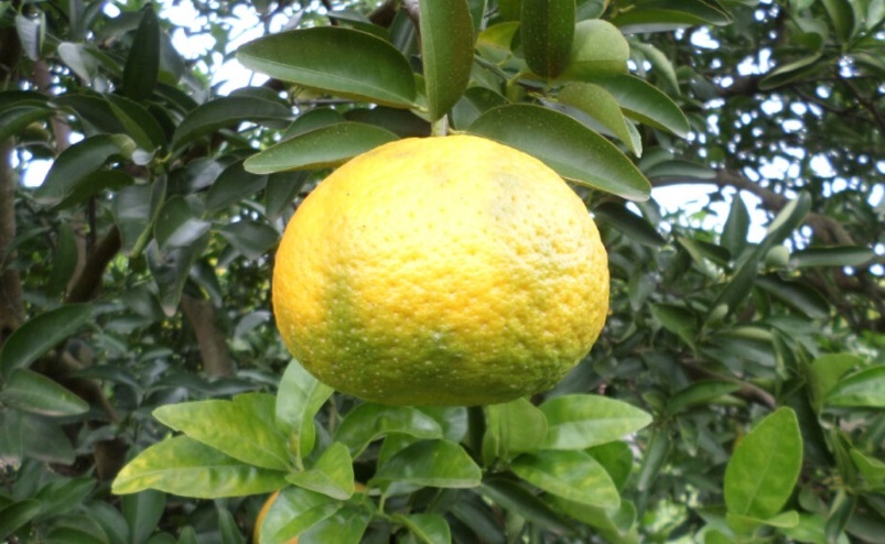 Desarrollan herramientas