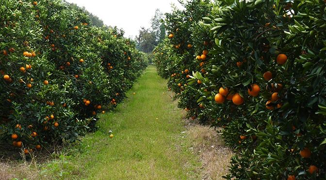 Mandarina, pomelo y limón: los cítricos producidos y elegidos por los misioneros 1 Mandarina, pomelo y limón: los cítricos producidos y elegidos por los misioneros