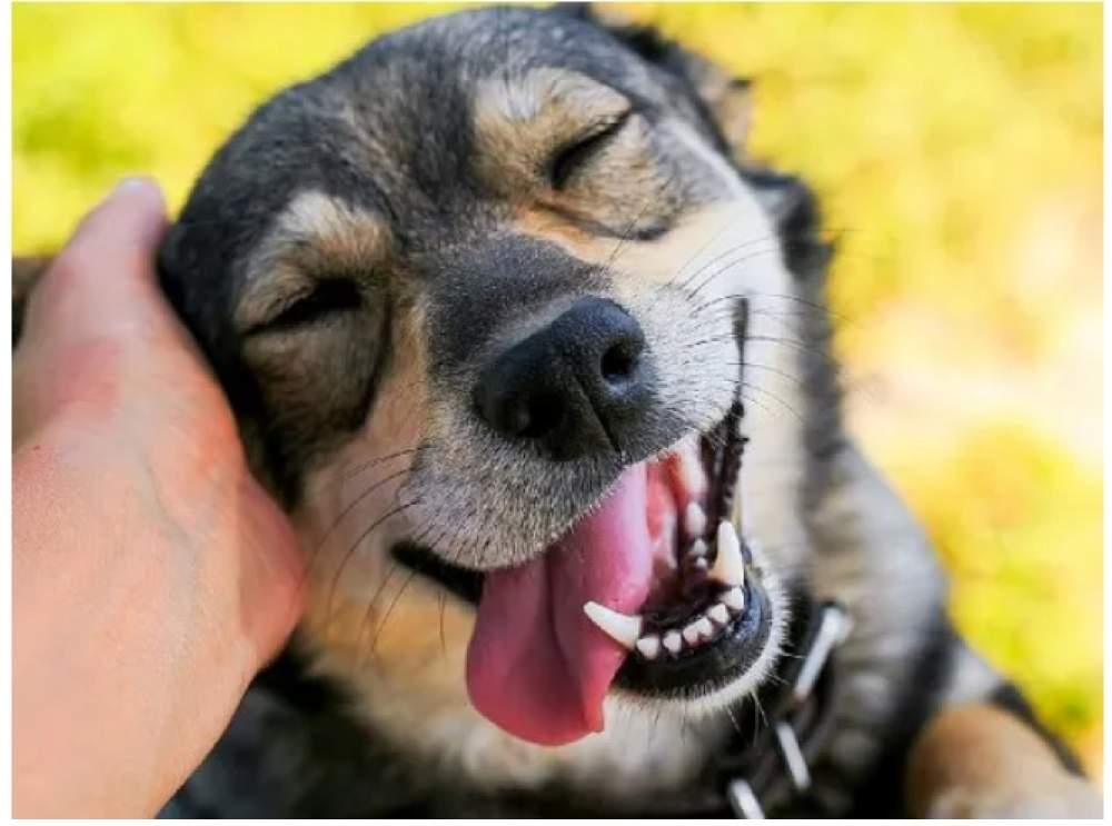 licencia por mascota