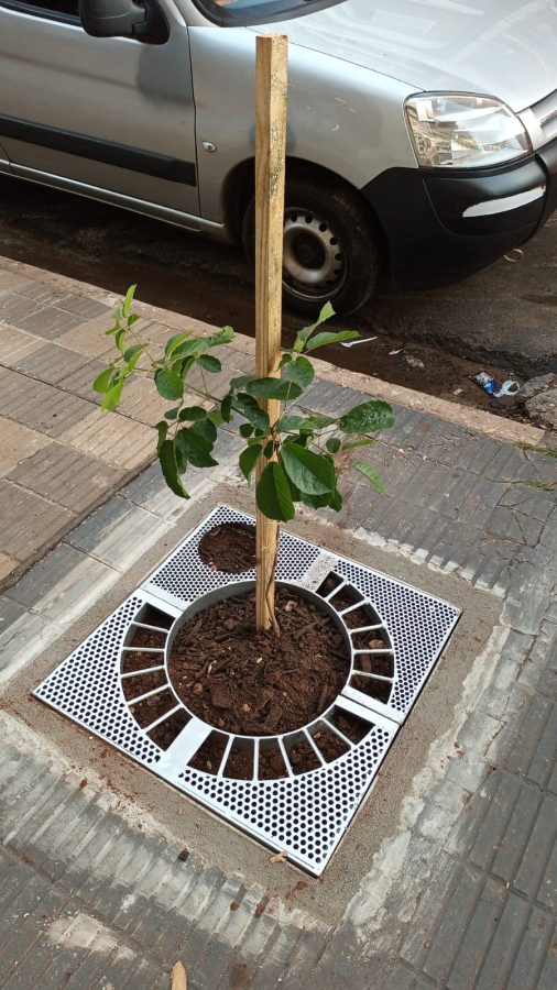 Avanzan en Posadas con la plantación de árboles para mejorar su entorno urbano 2 4 - plantacion de arboles 2 - 3