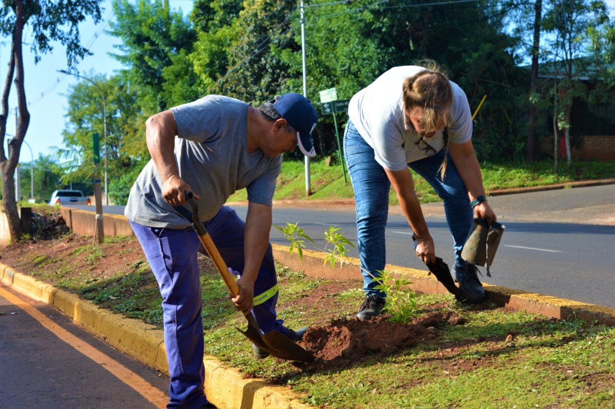 Avanzan en Posadas con la plantación de árboles para mejorar su entorno urbano 1 2 - plantacion de arboles 3 - 1