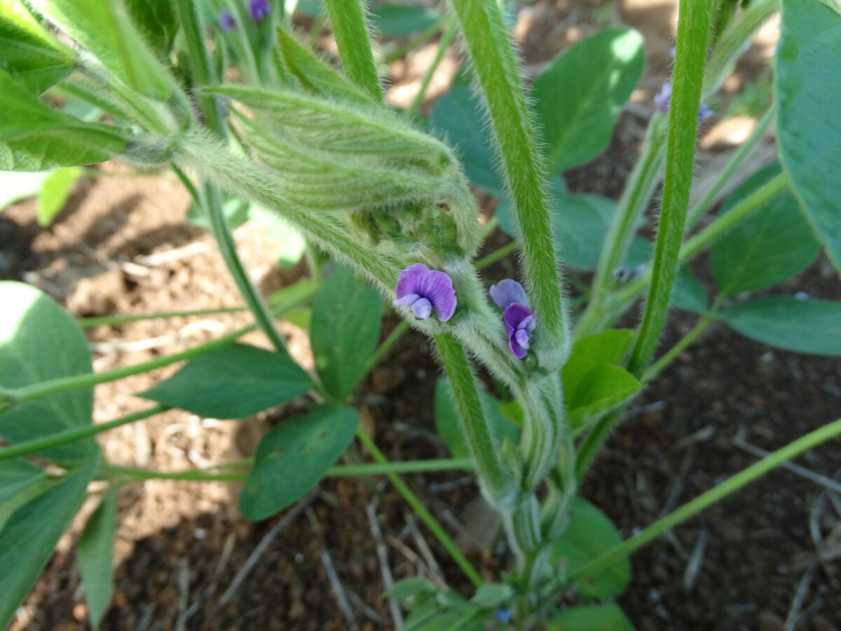 Doncella INTA JIRCAS 1 - 1