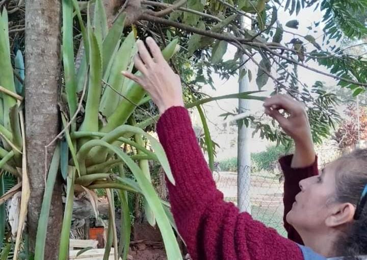 Posadas: se retiraron 380 toneladas de objetos en desuso para combatir el Aedes aegypti
