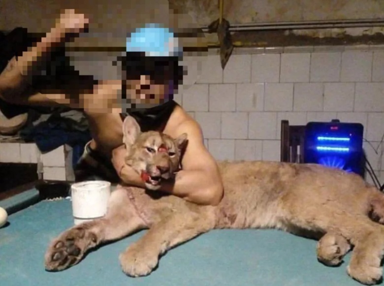 PUMA