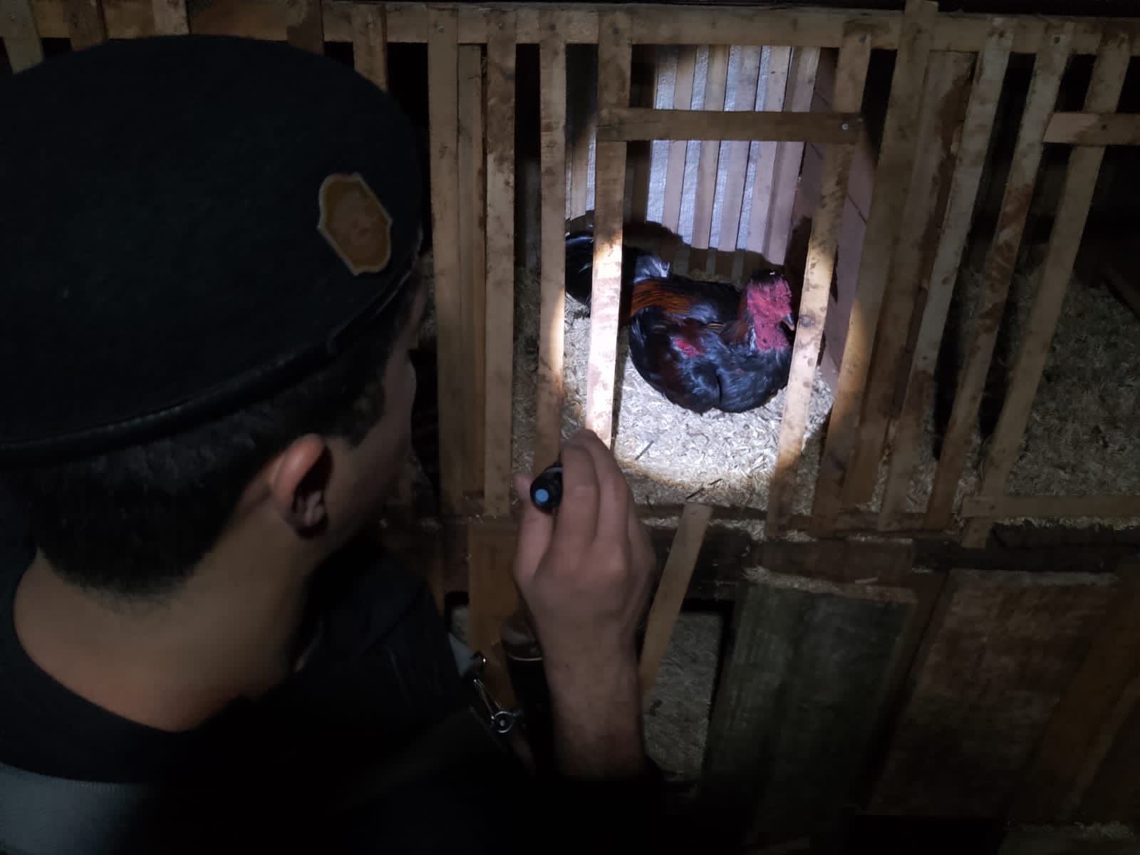 Desmantelaron una red de peleas clandestinas de gallos en Campo Grande