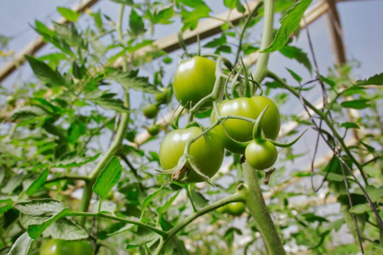 Buscarán cuadruplicar en un año la producción de tomates en Misiones