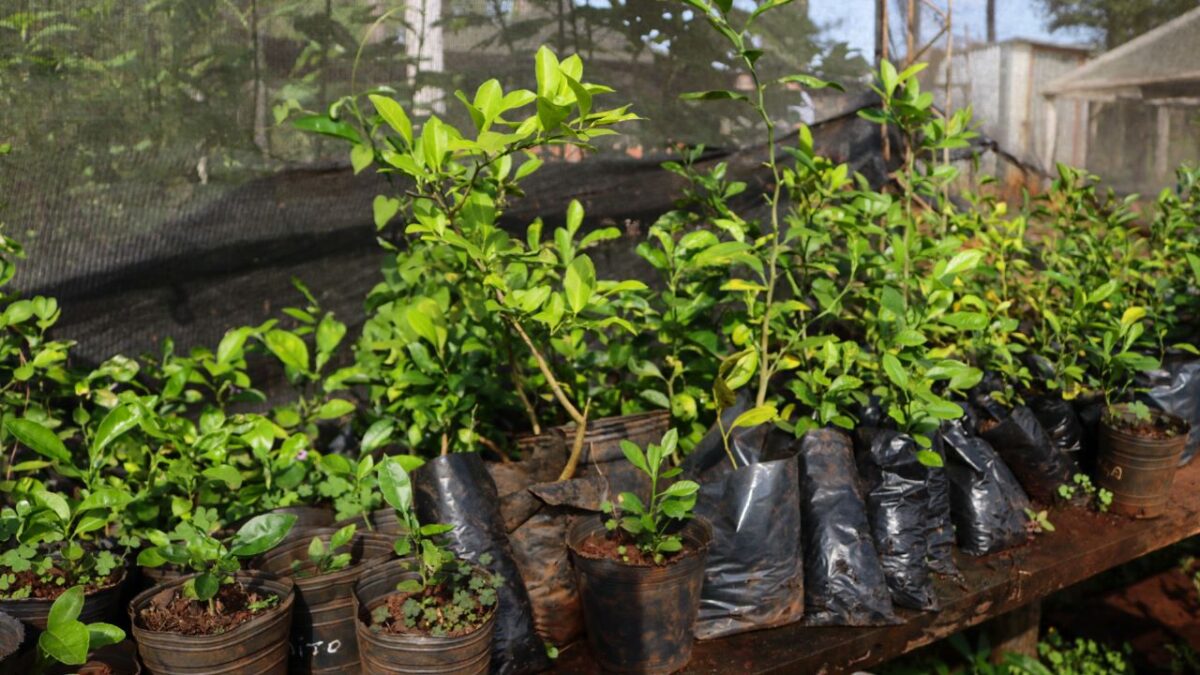 Capacitaron sobre bioinsumos a alumnos de la EFA de Puerto Esperanza 1 Plantines Yerba Mate