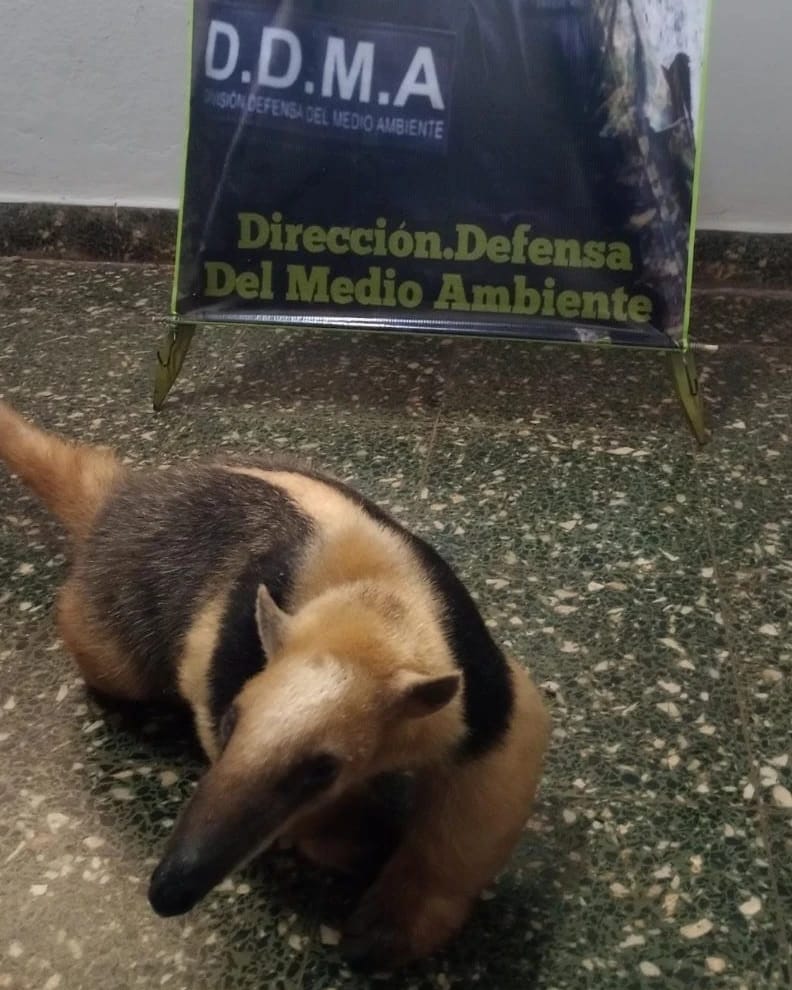 animales en peligro 1 - 1