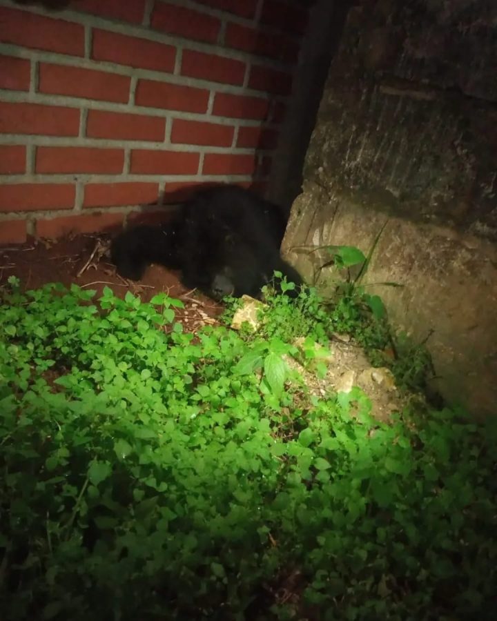 animales en peligro 2 - 3