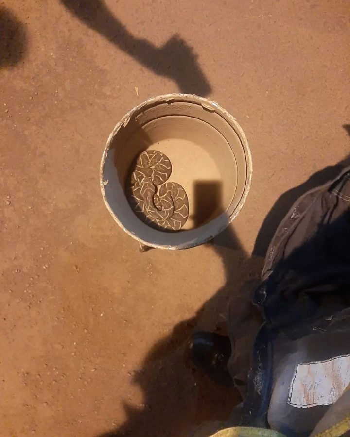 animales en peligro 4 - 7