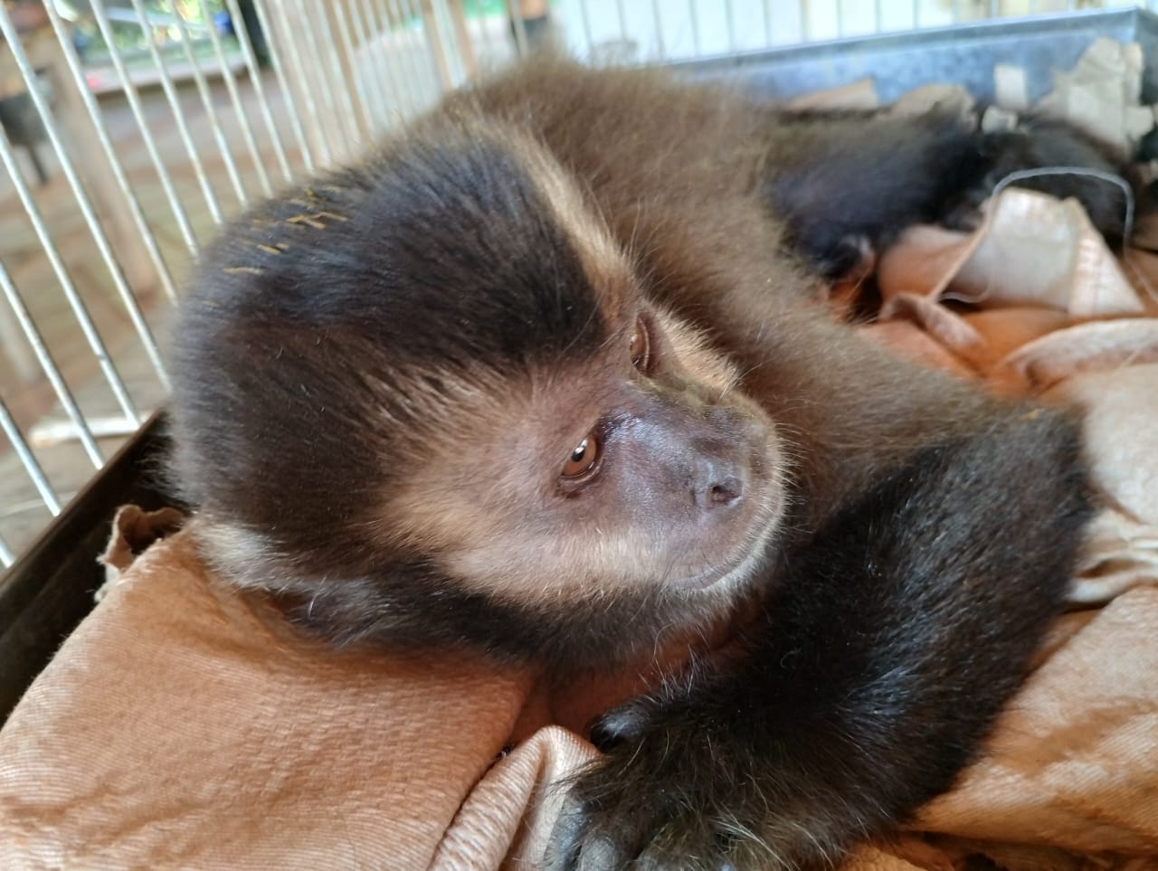 Policías ambientales rescataron animales en peligro y lesionados en la provincia 5 10 - animales en peligro 5 - 9