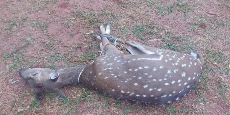 Encontraron en San Vicente a un ciervo axis con las astas cortadas y creen que lo hirió una persona