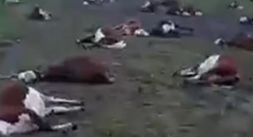 muerte de vacas