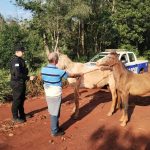 Recuperaron desde animales hasta herramientas que fueron robadas a colonos en operativos 4 8 - operativos 4 - 7