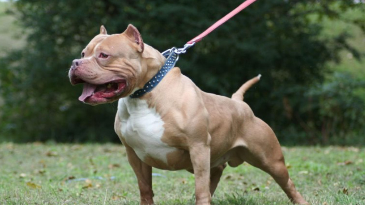 Una beba de un año está grave tras ser atacada por un perro pitbull en Santa Fe