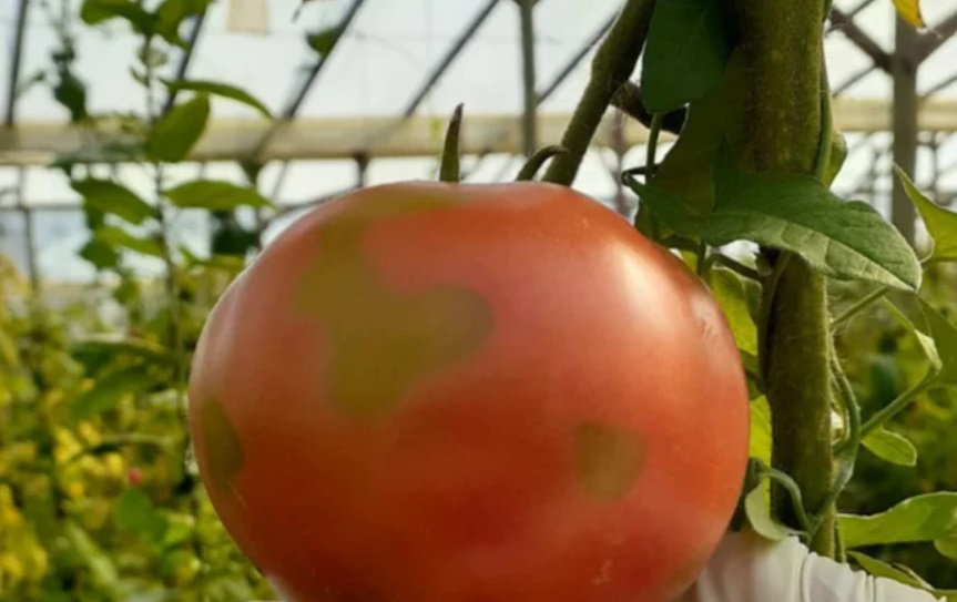 tomate
