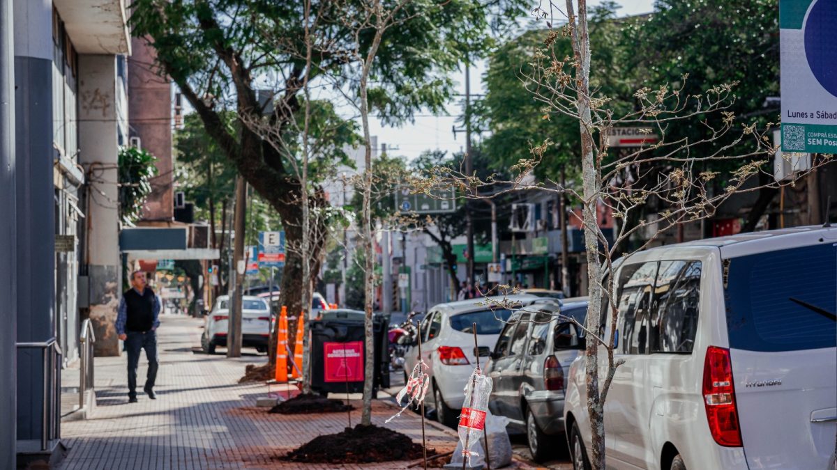 Arbolado Urbano: erradicación de plagas y plantación de nuevos ejemplares en Posadas 1 2 - Arbolado Urbano 2 - 1