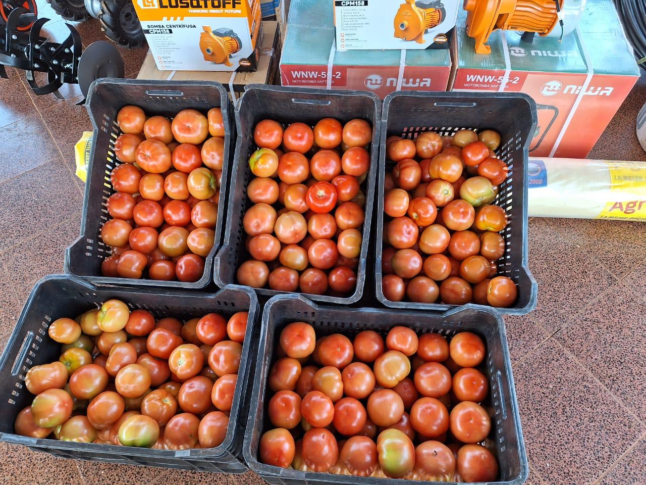 Más de 1000 kilos de tomates misioneros salieron al mercado