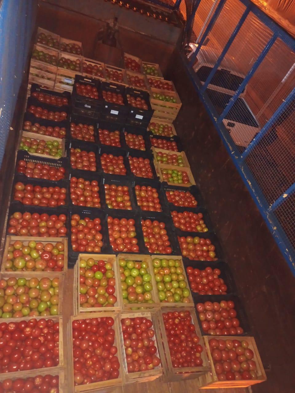 Más de 1000 kilos de tomates misioneros salieron al mercado