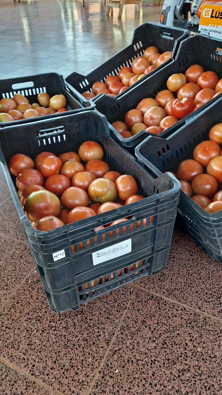 Más de 1000 kilos de tomates misioneros salieron al mercado