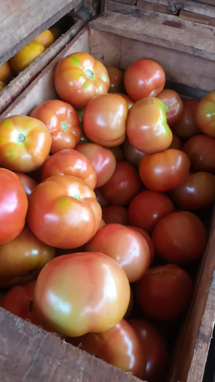 Más de 1000 kilos de tomates misioneros salieron al mercado