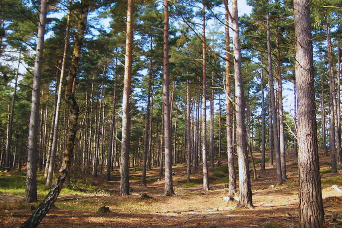 Promueven un biocontrolador para el manejo de la principal plaga de pinos adultos 2 4 - abispas montecarlo 1 - 3